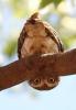 owl-bird